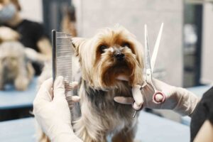 Your Guide to Dog Hair Care