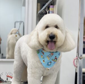 Doggie Spa in Boca Raton Koko Bone